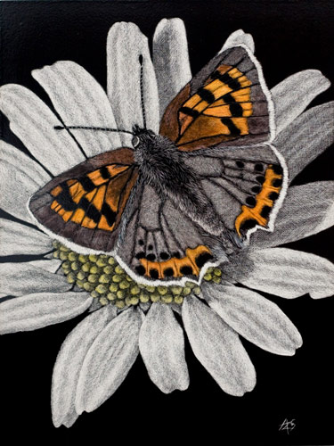 Butterfly Garden II (Orange Butterfly) - Wildlife Art by Amy L. Stauffer