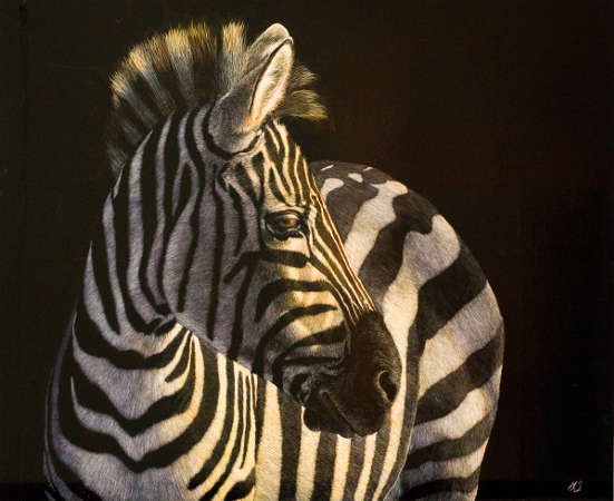 Sunset Zebra - Wildlife Art by Amy L. Stauffer