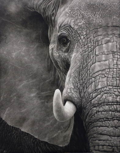 Wisdom of the Ages Elephant - Wildlife Art by Amy L. Stauffer