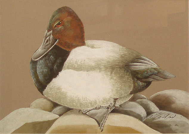 Canvasback water color  by Art LaMay