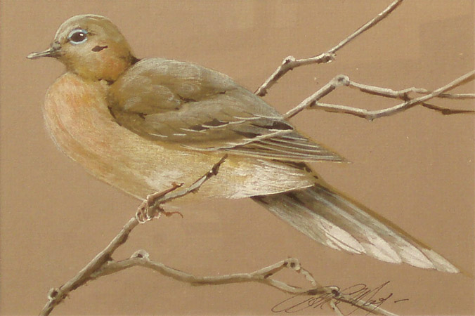 Dove  water color  by Art LaMay