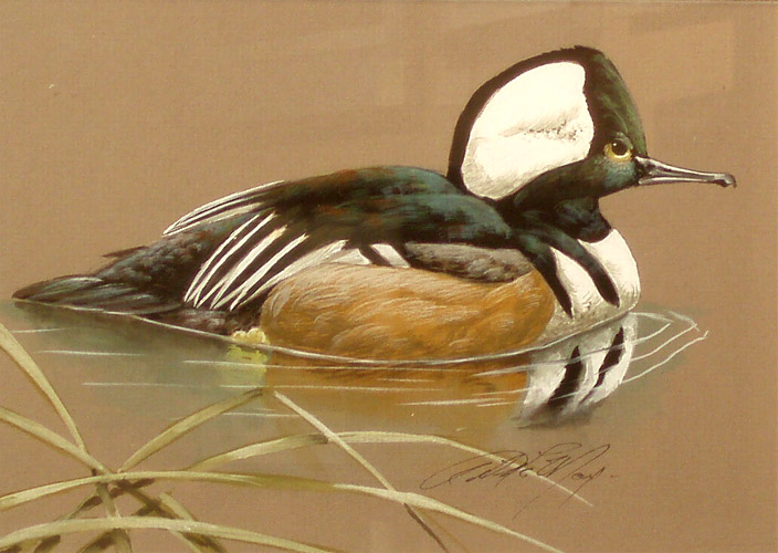 Hooded Merganser - pencil  by Art LaMay