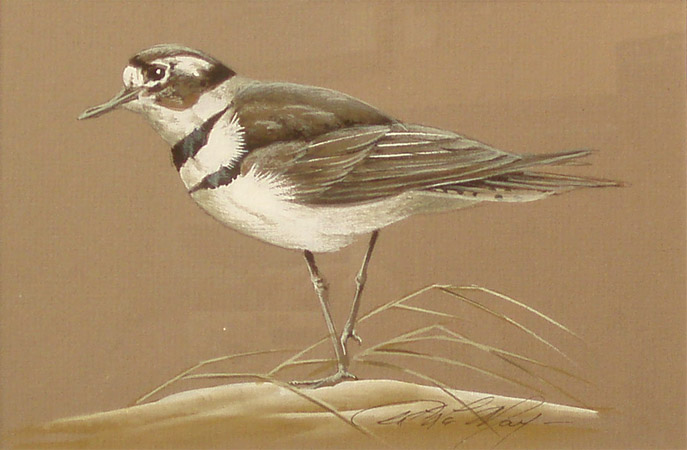 Killdeerl water color  by Art LaMay