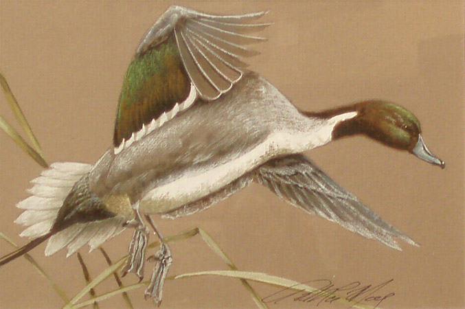 Pintail water color  by Art LaMay