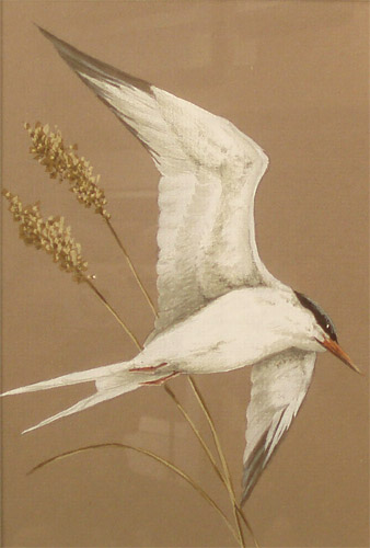 Tern  water color  by Art LaMay