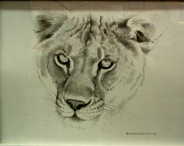 Lion Face  - pencil drawing by Carl Brenders