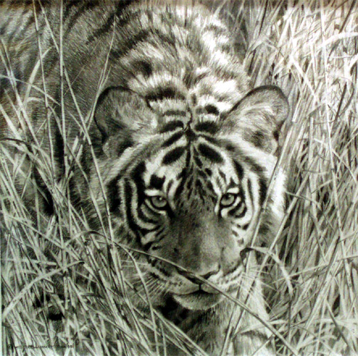 Tall Grass Tiger  - pencil drawing by Carl Brenders