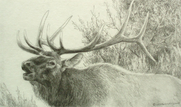 Bugling Elk - pencil drawing by Carl Brenders