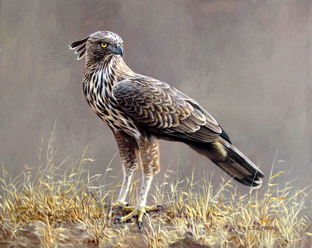 Changeable Hawk Eagle by Chirag Thumbar