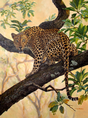 Leopard by Chirag Thumbar
