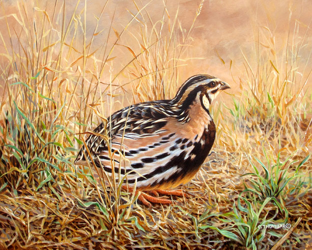 Rain Quail by Chirag Thumbar