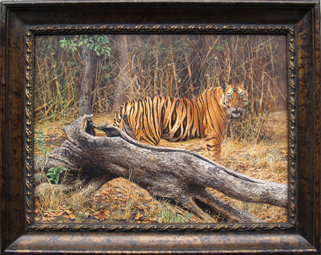 Royal Bengal Tiger by Chirag Thumbar