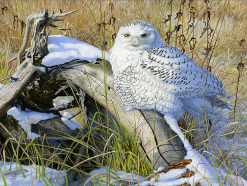 Snowy Owl - painting by David Kiehm