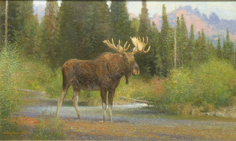 Near Brooks Lake, Wyoming - Moose - by Douglas Allen