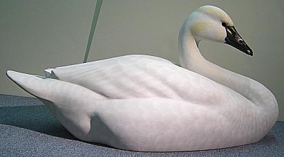 Swan Carvings - Lifesize by Ivie Elliott