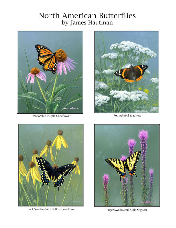 Butterflies by Jim Hautman