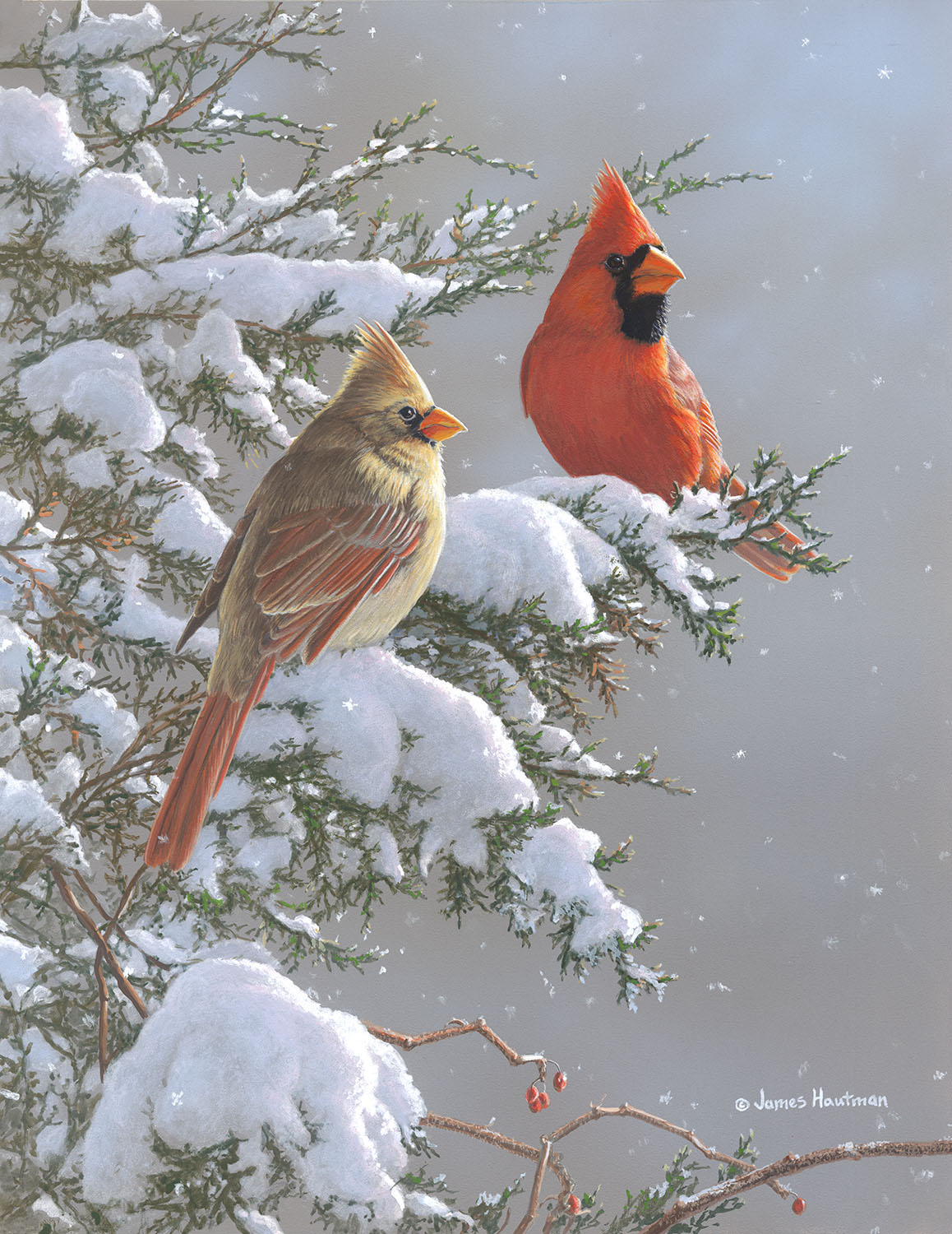 Cardinals and Cedar  by Jim Hautman
