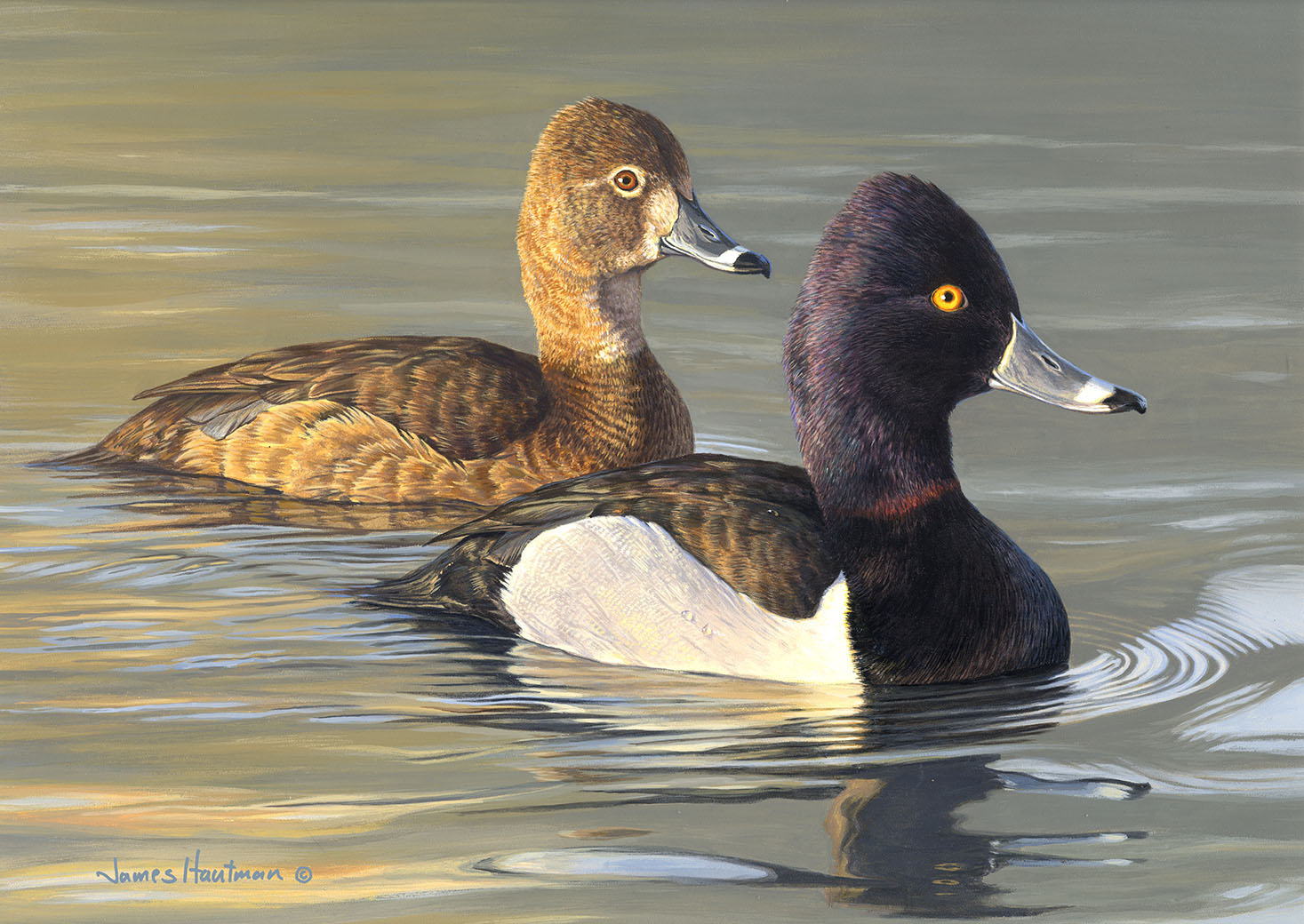 Ring necked Ducks by Jim Hautman
