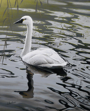 Swan Under Willows by Joe Hautman