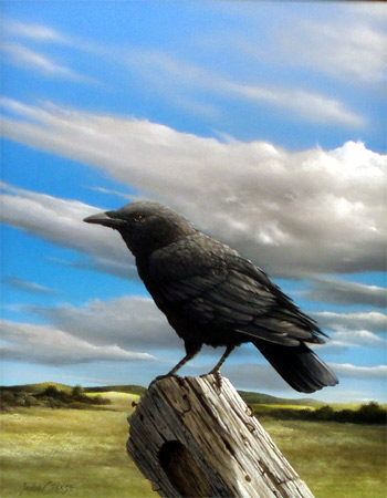 American Crow by John Crouse