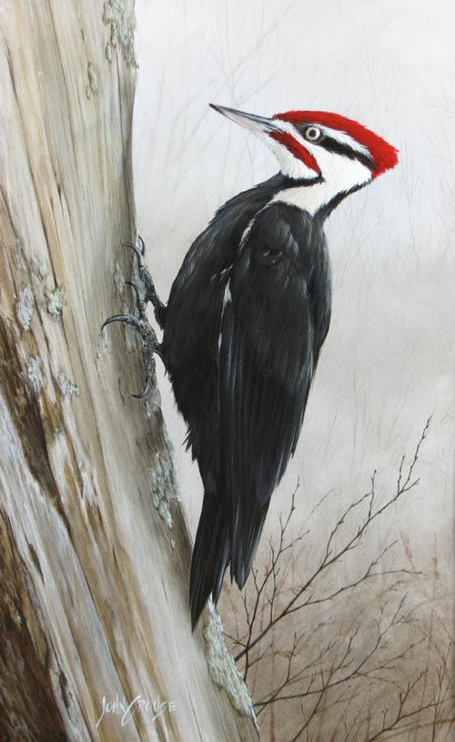 John Crouse Miniature - Pileated Woodpecker