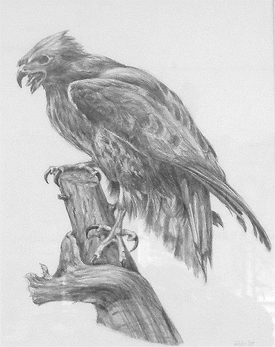 Red Tail Hawk - Graphite by Marv Zaro