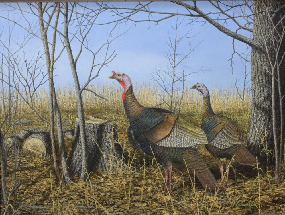 Turkeys by Richard Plasschaert