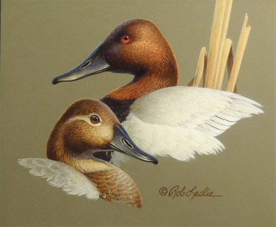 "Canvas Back Heads" by Rob Leslie