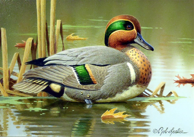 "Drake Green Wing Teal" by Rob Leslie