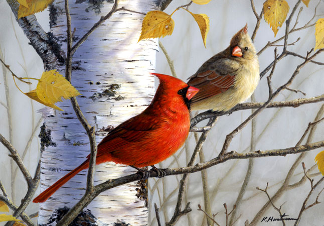 Cardinals by Robert Hautman
