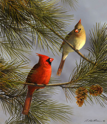 Cardinals and Pine by Robert Hautman