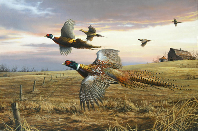 Pheasant by Robert Hautman