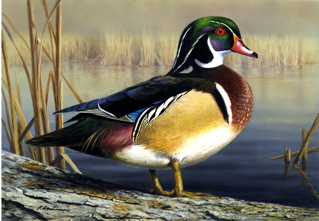 Wood Duck by Robert Hautman