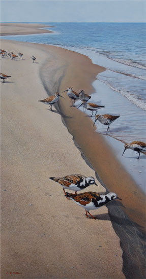 Huron Shores - Ruddy Turnstone and Dunlin - by Darin Miller