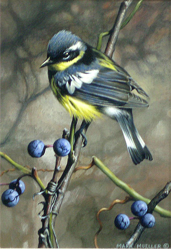 Magnolia Warbler by Mark Mueller