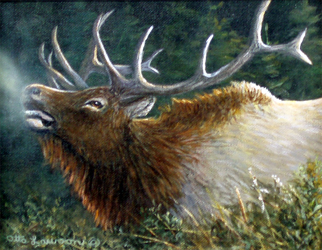Morning Breath - Elk -  by Otto Lawson