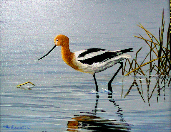 Avocet -  by Otto Lawson