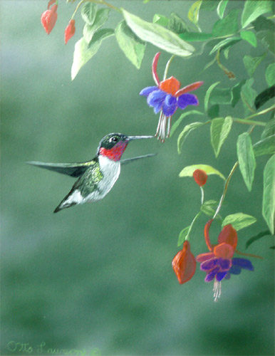 Spring Delight -  Hummingbird by Otto Lawson