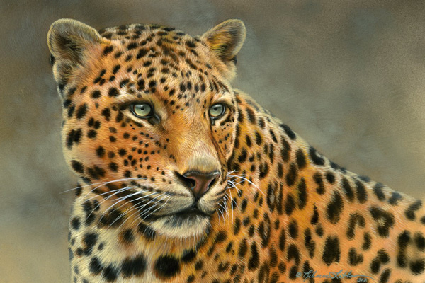 Tension - Leopard - by Rebecca Latham