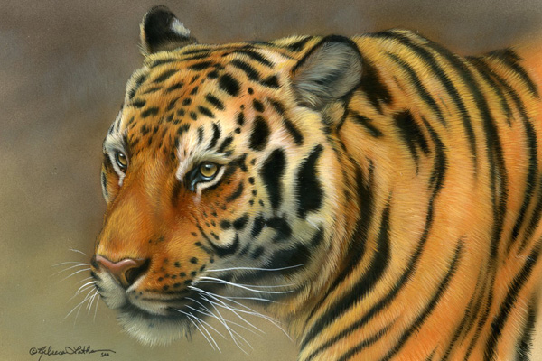 Intensity - Tiger - by Rebecca Latham