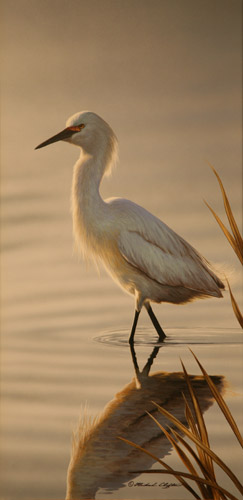 Wading Snowy Egret  by Richard Clifton