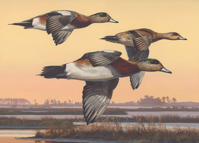 Blackwater Widgeons - painting by Scot
                  Storm