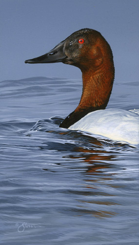 Canvasback by Scot
Storm