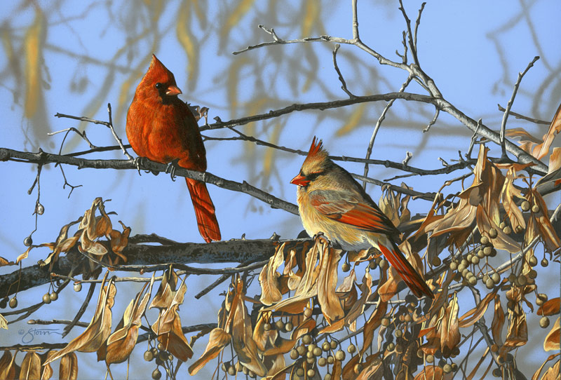 "Cardinal
Pair" painting by Scot Storm