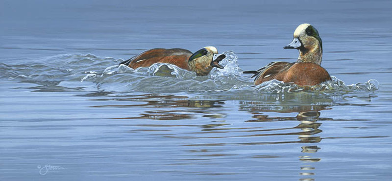 Dominance---American-Widgeon - wildlife painting by Scot Storm