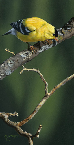 Goldfinch by Scot
Storm