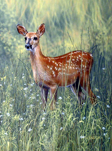 Half A Twin II - fawn - Wildlife painting by Scot Storm