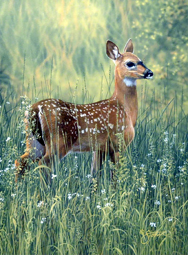 Half A Twin - fawn - Wildlife painting by Scot Storm