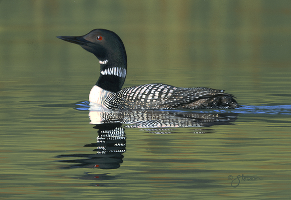 Loon IX - Wildlife painting by Scot Storm
