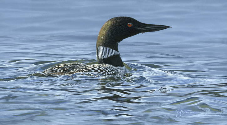 Loon #10 - Wildlife painting by Scot Storm